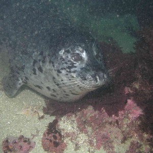 Harbor Seal