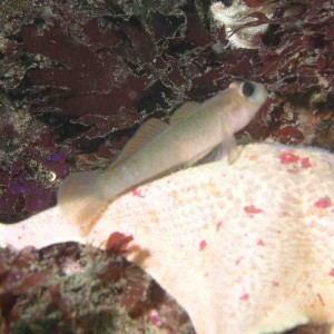 Blackeye Goby