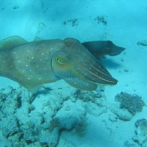 cuttlefish GBR