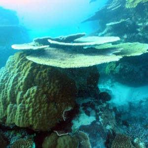 Coral Tables GBR