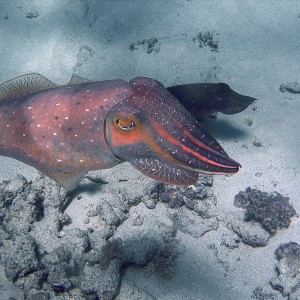 AlisonCuttlefish_2