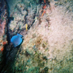 pompano