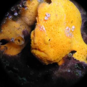 orange frogfish in bali