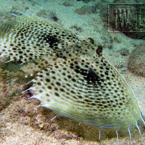 Flying Gurnard