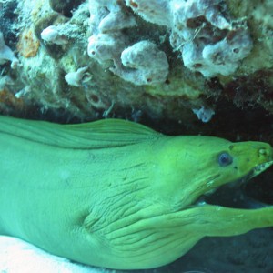 eel3