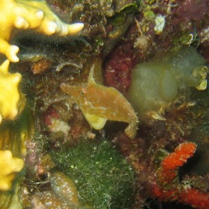 juvenile filefish