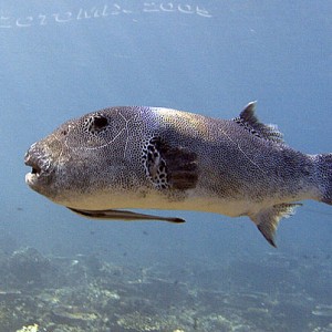 Pufferfish-2172