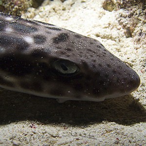 bamboo_shark-1985