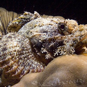 Scorpionfish-2223