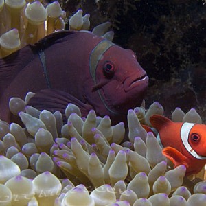 Clownfish-2386