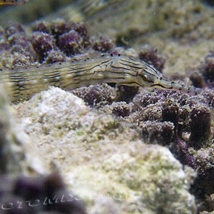 Ringed_Pipefish-1750