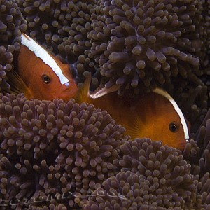 Anemone_Clownfish-2188