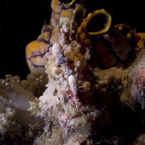 Frogfish-2544