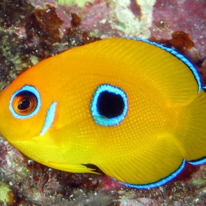 Lemonpeal Angelfish Juv