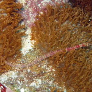 Black Breasted Pipefish