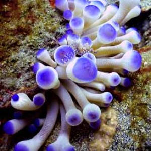 Anemone with cleaner shrimp