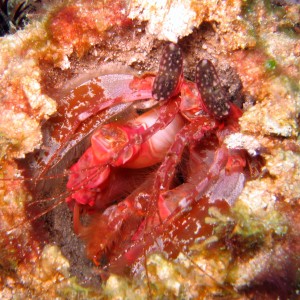 Mantis_shrimp