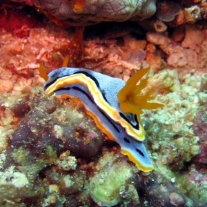 oRANGE_nudi