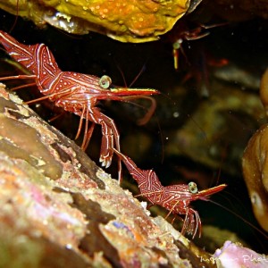 hinge beak shrimp