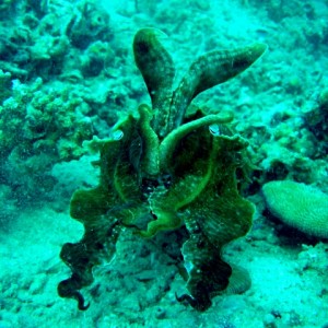 broadclub cuttlefish
