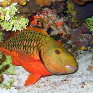 cozparrotfish