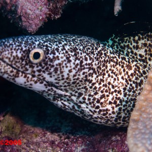 More Spotted Moray