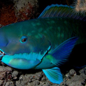 Parrotfish a snoozin'