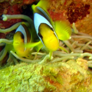 Anenome Fish - Nuweiba