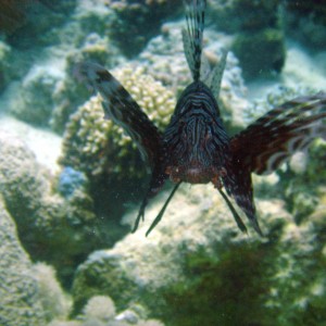 Lionfish In Attack Mode - Nuweiba