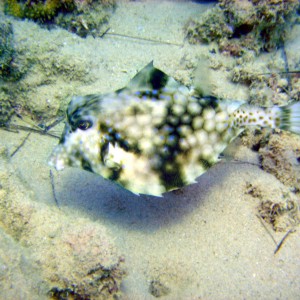 Hump Back Turretfish - Nuweiba