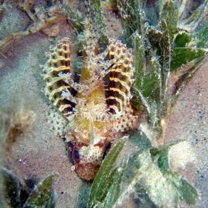 Shortfin Dwarf Lionfish - Nuweiba