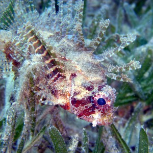 Shortfin Dwarf Lionfish 2 - Nuweiba