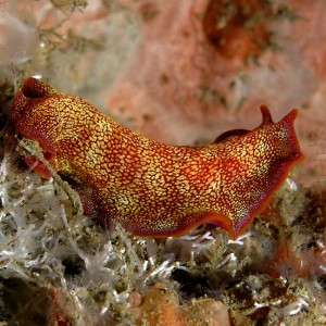 Candy Colored Flatworm