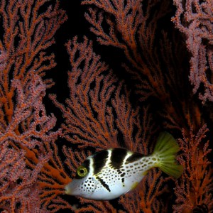 Puffer in a sea fan forest