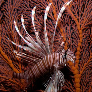 Lionfish Fandango