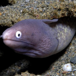 Dapper White-eyed Eel