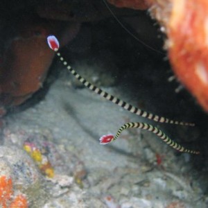 BANDED_PIPEFISH