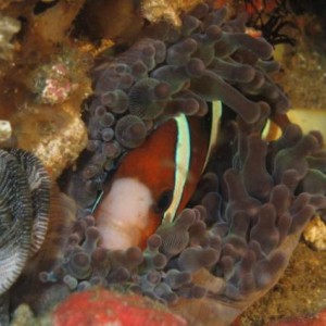 CLARK_S_ANEMONEFISH