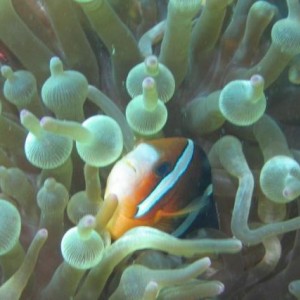 CLARK_S_ANEMONEFISH2
