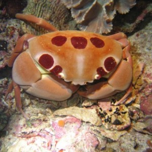 CRAB9