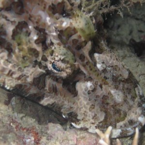 CROCFISH2