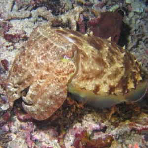 CUTTLEFISH4