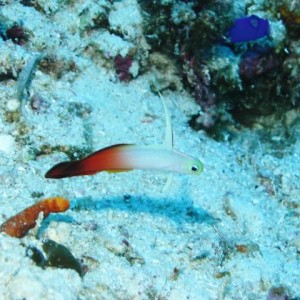 FIRE_DARTFISH