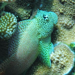 LEOPARD_BLENNY