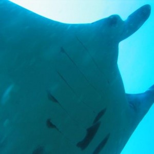 MANTA11