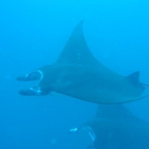 MANTA22