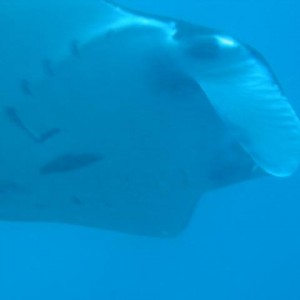 MANTA31