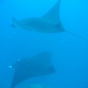MANTA41