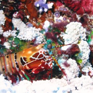 MANTIS_SHRIMP