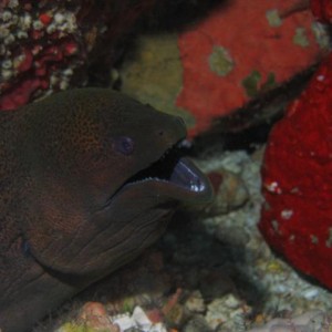 MORAY12